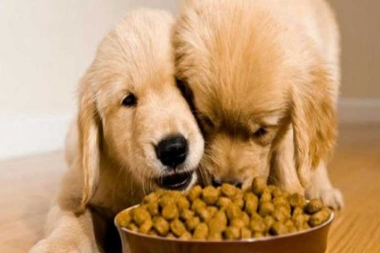 Köpekler için Hangi Ödül Maması İyidir?
