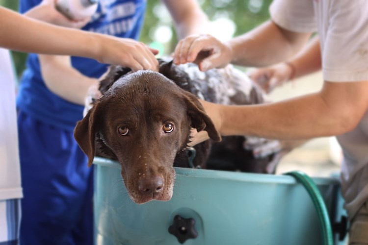 Köpekler İçin Kuru Şampuan Zararlı Mı?