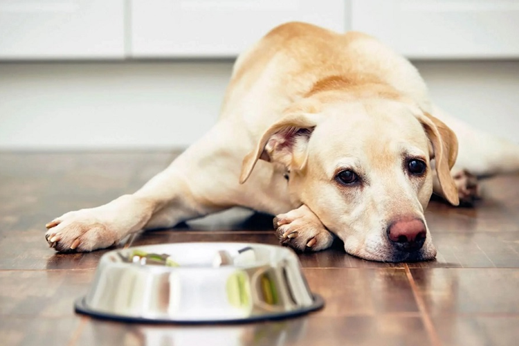 Köpekler İçin Pirinç Lapası Nasıl Yapılır?