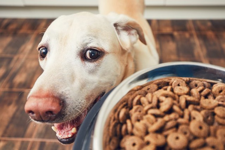 Köpekler İçin Tavuk Ciğeri Nasıl Pişirilir?