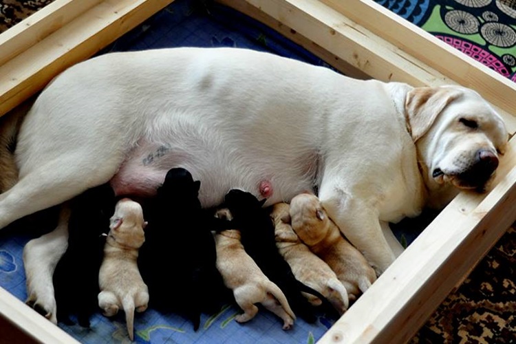 Köpekler İlk Doğumda Kaç Yavru Doğurur?