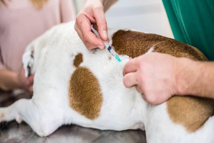 Köpekler Kaç Aylıkken Aşı Olur?