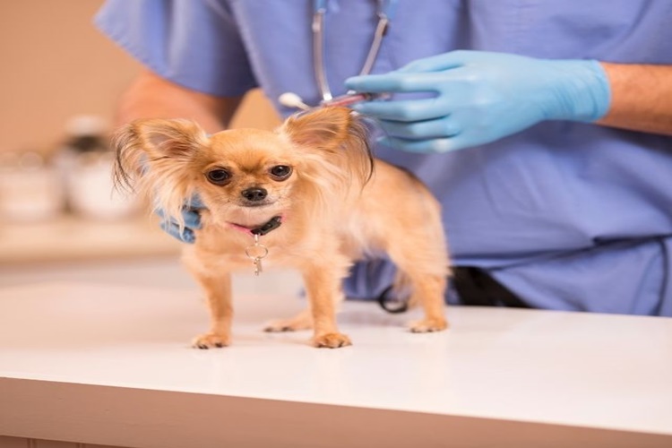 Köpekler Kaç Aylıkken Kuduz Aşısı Olur?