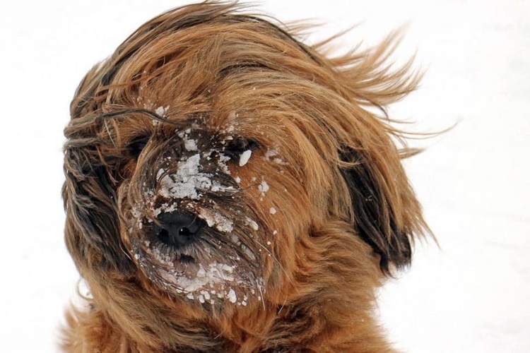Köpekler Kaç Dereceye Kadar Dayanır?