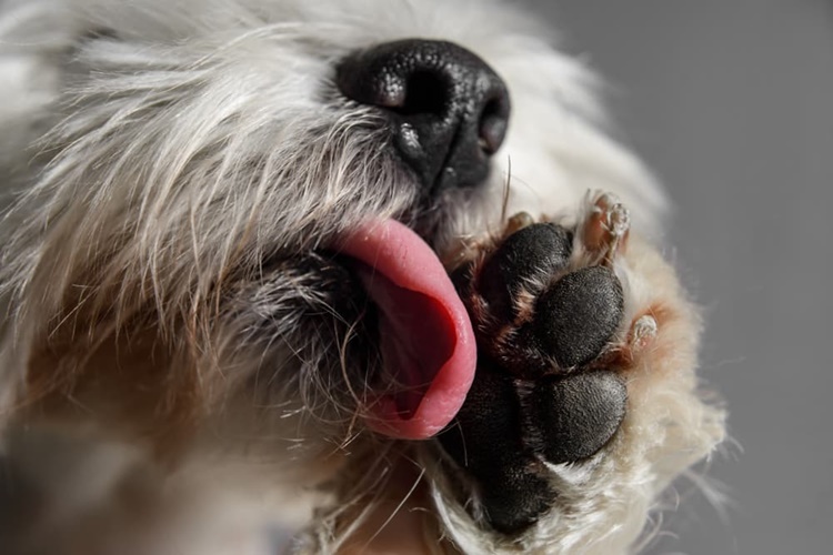 Köpekler Kendini Temizler Mi?