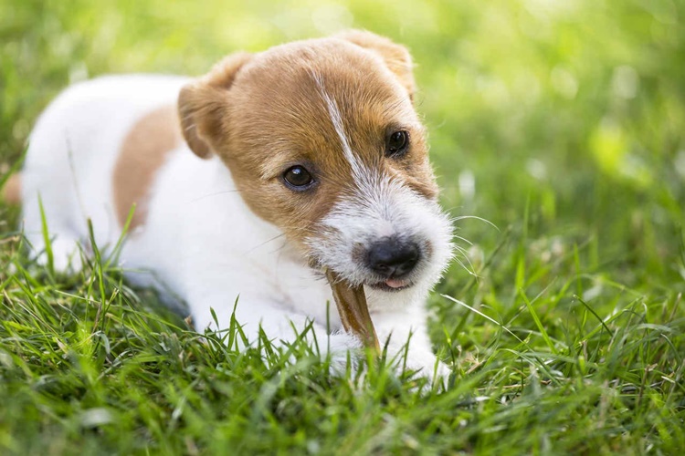 Köpekler Korkudan Kusar Mı?