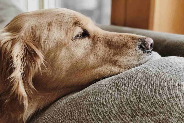 Köpekler Korkudan Ölür Mü?
