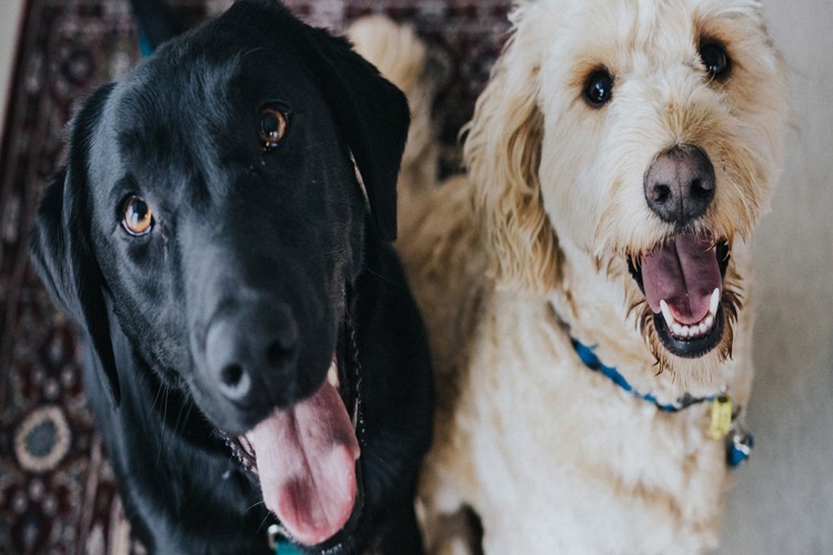 Köpekler Korkudan Titrer Mi?