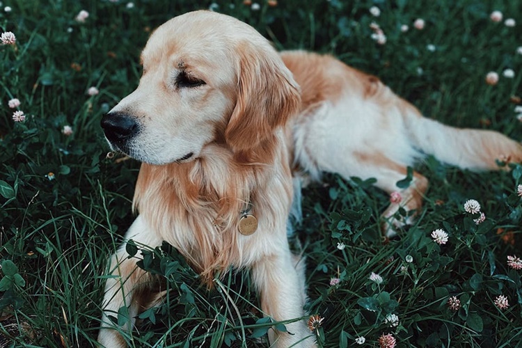 Köpekler Korkunca Ne Yapar? - Güncel Oku