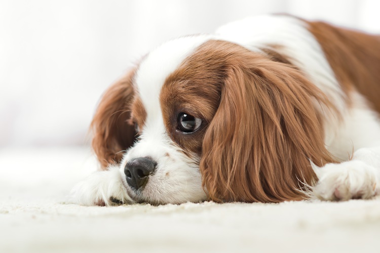 Köpekler Korkunca Neden İşer?