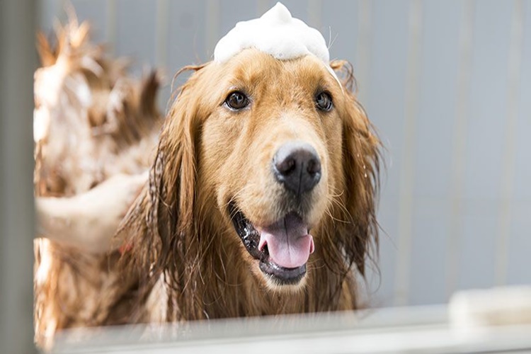 Köpekler Nasıl Banyo Yaptırılır?