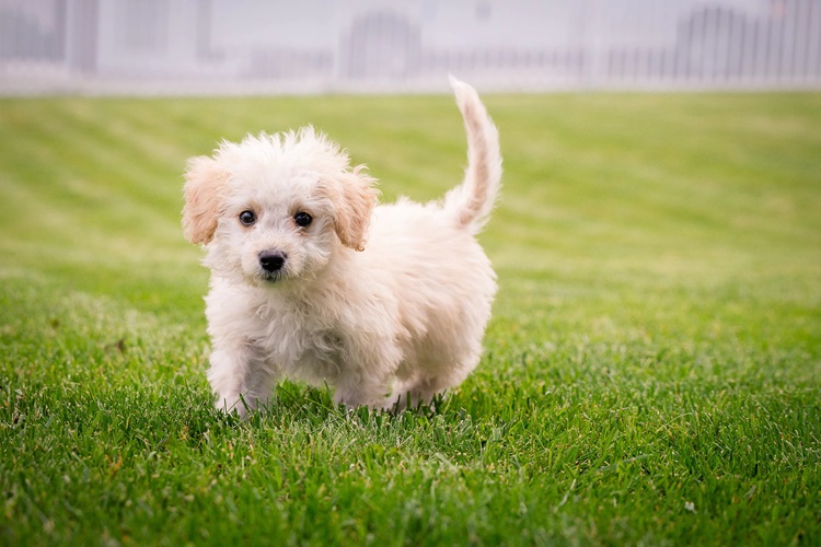 Köpekler Ne İle Beslenir?