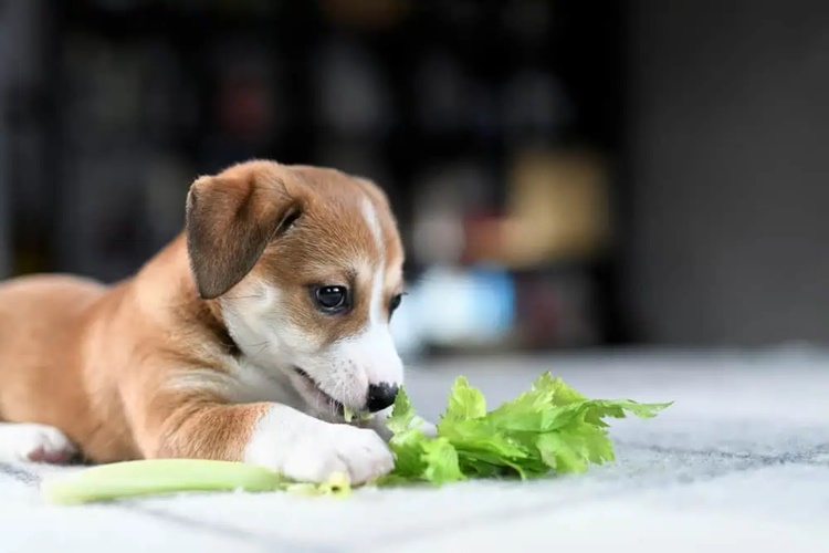 Köpekler Ne Yerse Kör Olur?