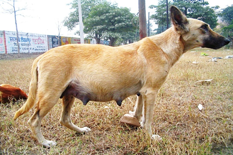 Köpekler Ne Zaman Doğum Yapar?