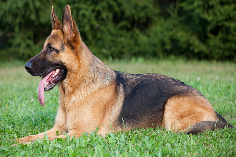 Köpekler Neden Ağzını Açar?