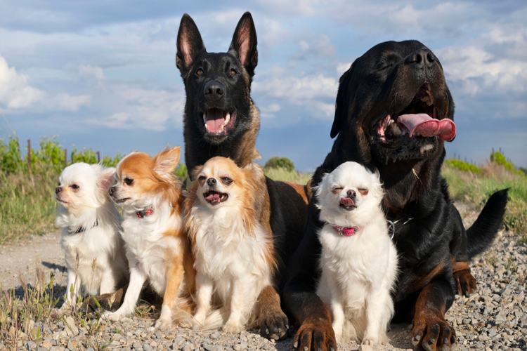 Köpekler Neden Arabalara Saldırır?
