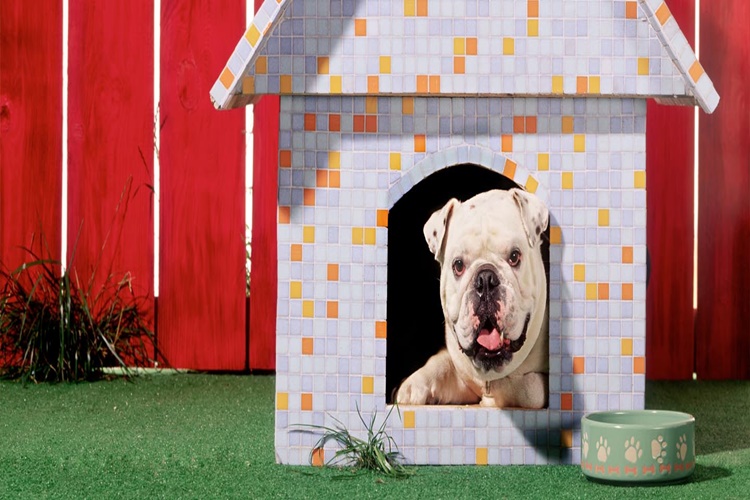 Köpekler Neden Arabaların Peşinden Koşar?
