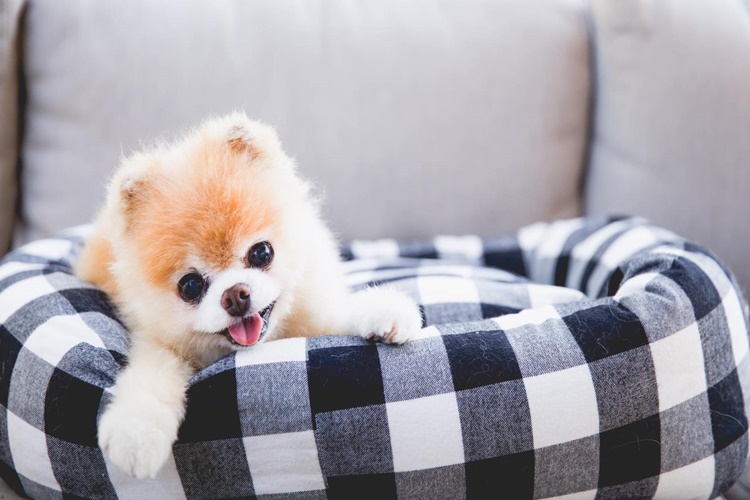 Köpekler Neden Ayakucunda Uyur?