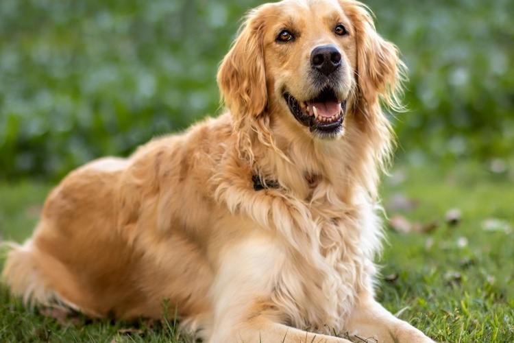 Köpekler Neden Bacak Arasına Girer?