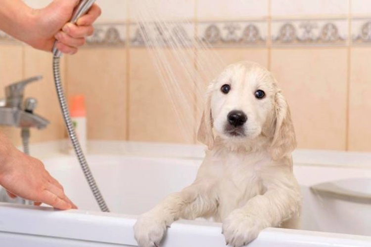 Köpekler Neden Banyo Sevmez?