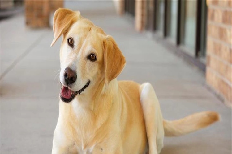 Köpekler Neden Bazen Başlarını Yana Yatırır?