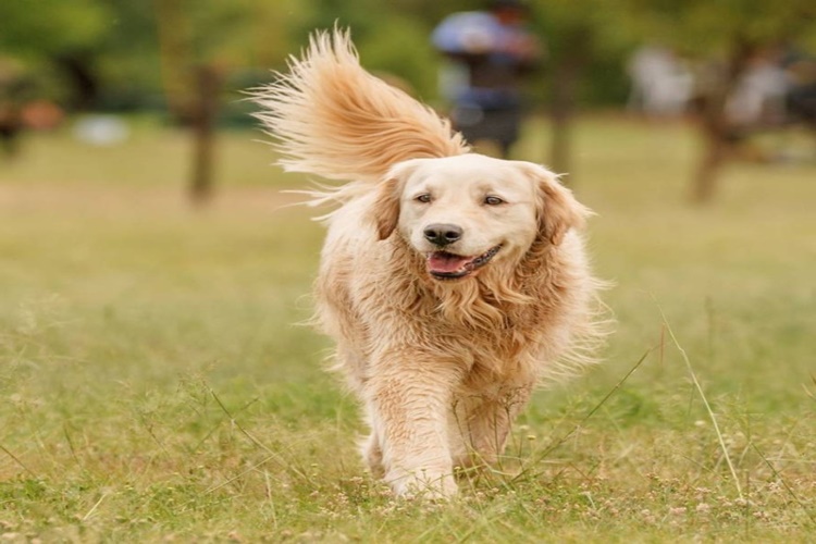 Köpekler Neden Boşluğa Bakar?