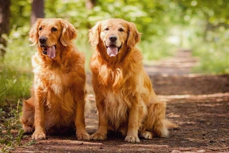 Köpekler Neden Boşluğa Havlar?