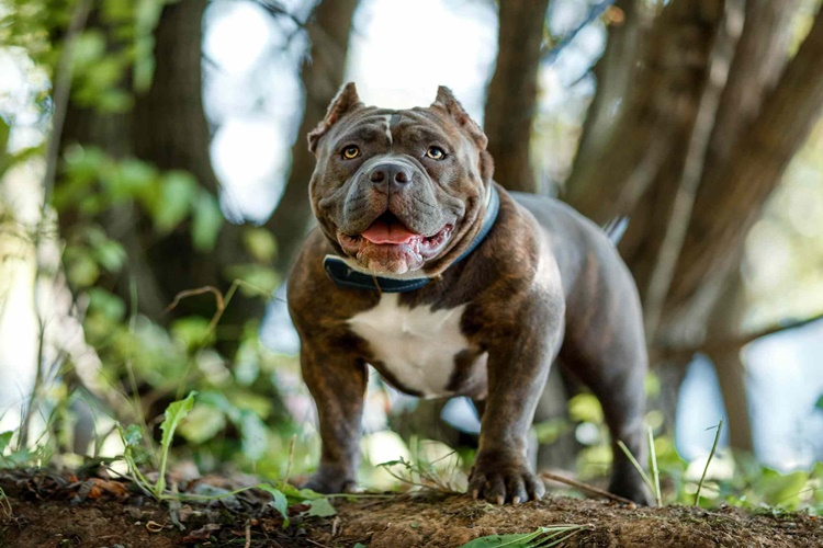 Köpekler Neden Çok Havlar?