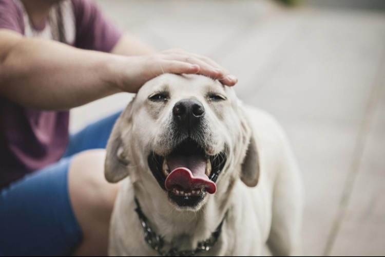Köpekler Neden Çok Kaşınır?