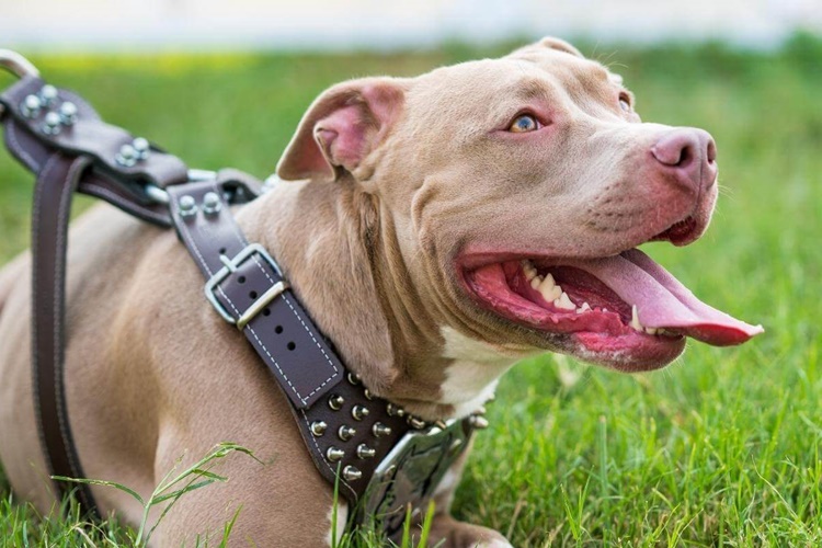 Köpekler Neden Çok Su İçer?