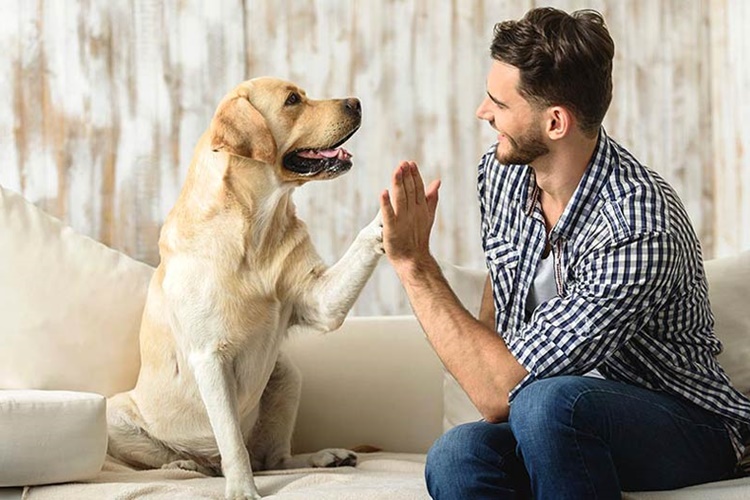 Köpekler Neden Çukur Kazar?