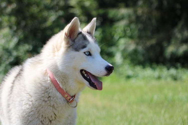 Köpekler Neden Depresyona Girerler?