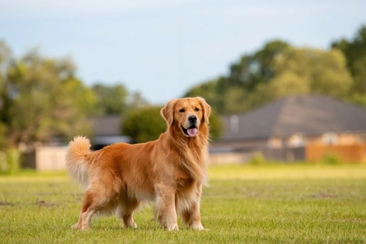 Köpekler Neden Dillerini Dışarıya Sarkıtır?