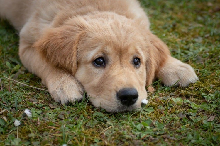 Köpekler Neden Diş Gösterir?