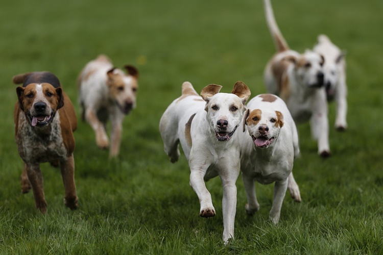 Köpekler Neden Dişleri Birbirine Vurur?