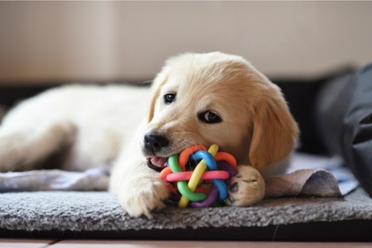 Köpekler Neden Eşyaları Parçalar?