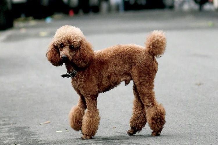 Köpekler Neden Fıtık Olur?