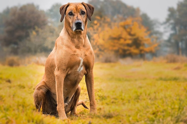 Köpekler Neden Gece Uyumaz?