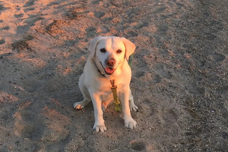 Köpekler Neden Göbeklerini Açar?