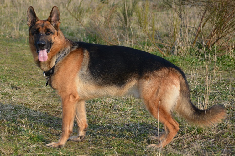 Köpekler Neden Halsiz Olur?