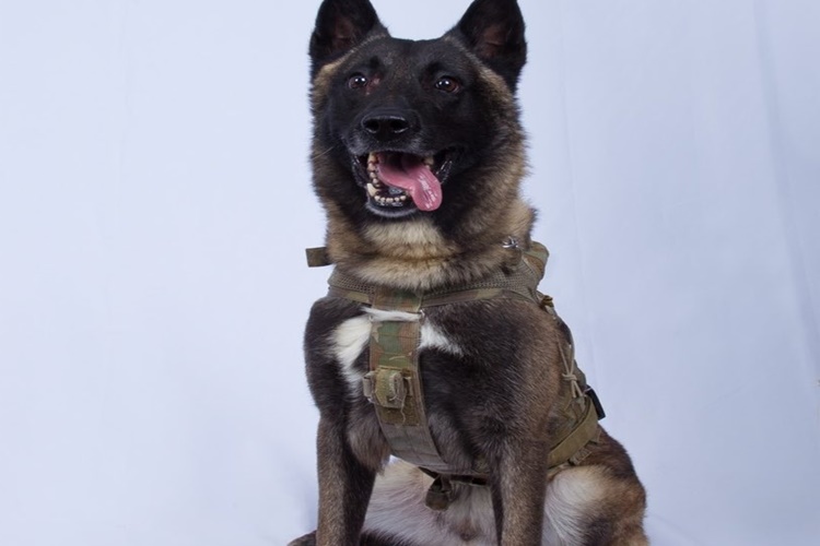 Köpekler Neden Hapşırır?