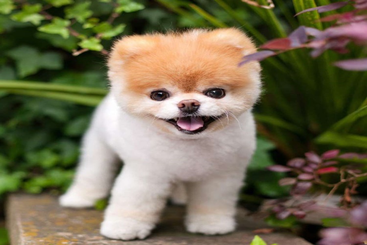 Köpekler Neden Havlamaz?