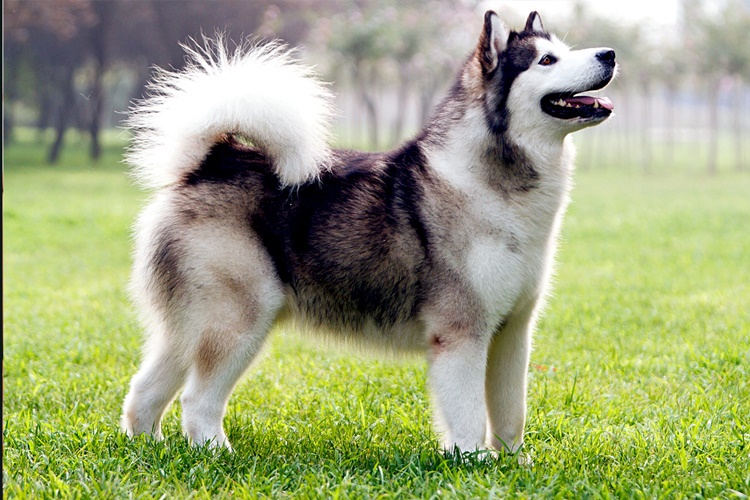 Köpekler Neden Hıçkırır?