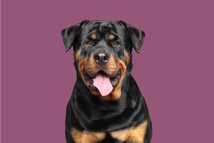 Köpekler Neden Horlar?