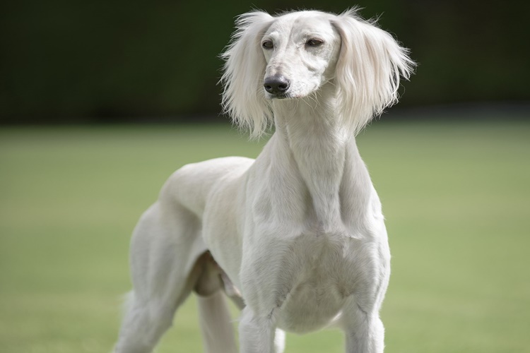 Köpekler Neden Huzursuz Olur?