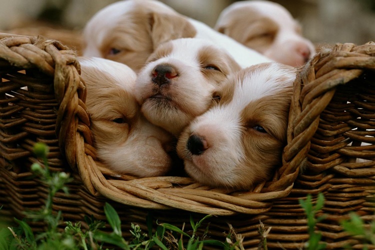 Köpekler Neden İnsanın Üstüne Atlar?