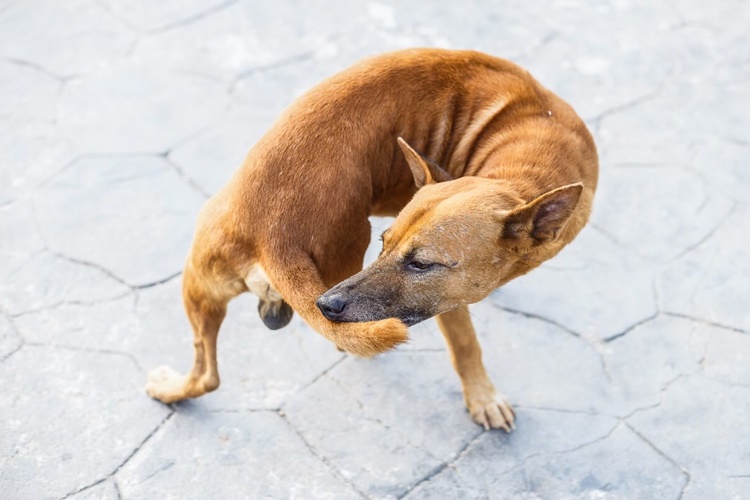 Köpekler Neden İnsanlara Saldırır?