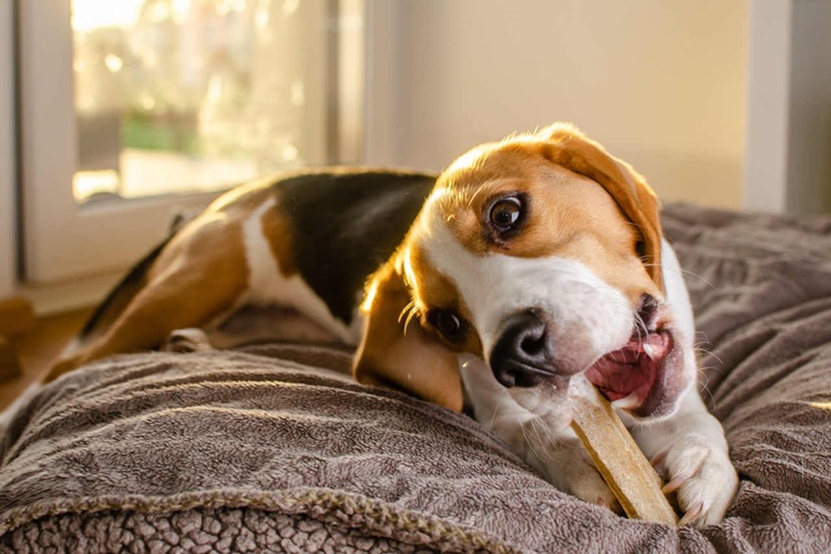 Köpekler Neden İnsanları Takip Eder?