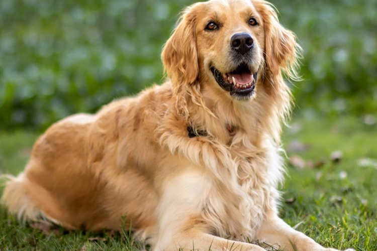 Köpekler Neden Isırarak Oynar?