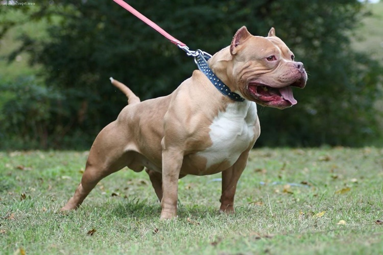 Köpekler Neden Isırmaya Çalışır?